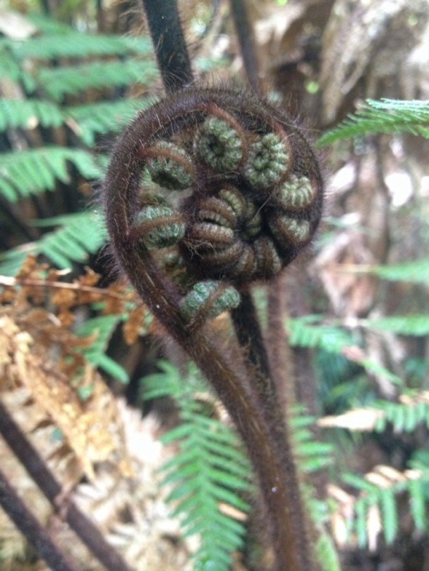 Koru