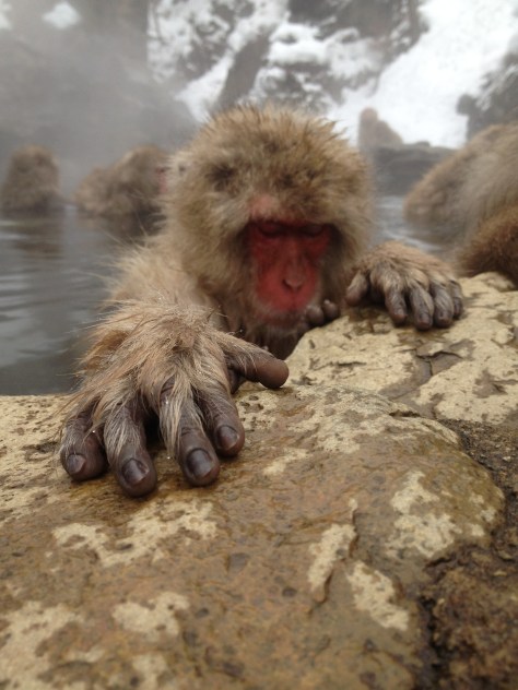 Reaching out: Snow Monkeys, Jigokudani Onsen